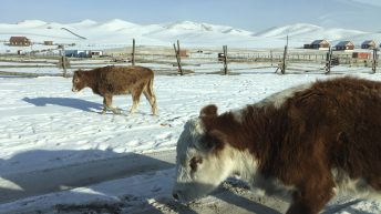 1 1 25 344x193 - Koleją transsyberyjską do domu