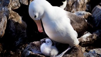 1 10 344x193 - W drodze na Antarktydę - Falklandy