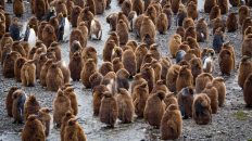 1 12 232x130 - W drodze na Antarktydę cz. 2 - Georgia Południowa