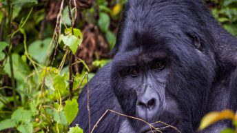 1 14 7 344x193 - Afrykańska perła w koronie - Uganda
