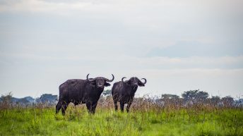1 14 8 344x193 - Afrykańska perła w koronie - Uganda