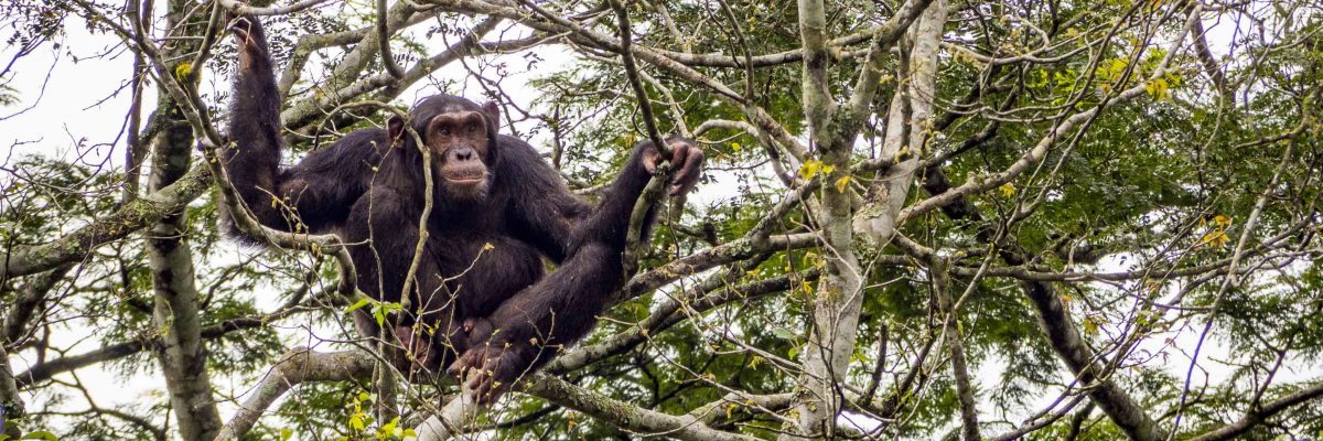 1 17 8 1200x400 - Afrykańska perła w koronie - Uganda