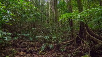 1 2 4 344x193 - Hen ku Brisbane, czyli nasz pierwszy road trip po Australii