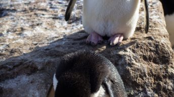 1 4 1 344x193 - W drodze na Antarktydę - Falklandy