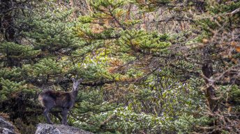 1 5 16 344x193 - Trasą trzech przełęczy - Nepal