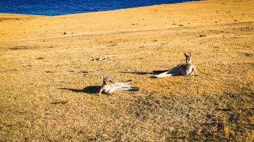 1 56 366x205 - Tasmania - wideo