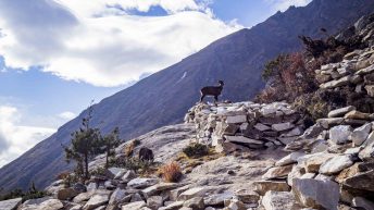 1 58 4 344x193 - Trasą trzech przełęczy - Nepal