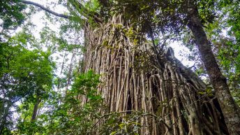 1 7 2 344x193 - Hen ku Brisbane, czyli nasz pierwszy road trip po Australii