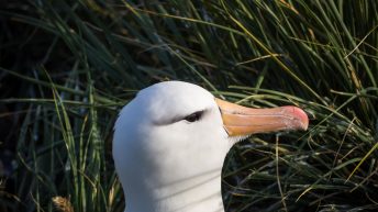 1 7 344x193 - W drodze na Antarktydę - Falklandy