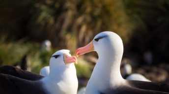 1 9 344x193 - W drodze na Antarktydę - Falklandy