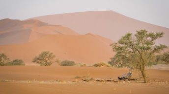 1 96 344x193 - Piaskiem po oczach i nie tylko - Namibia cz. II