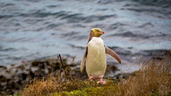 101 2 344x193 - W krainie Władcy Pierścieni - Wyspa Południowa
