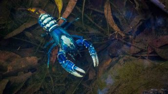 108 1 344x193 - Hen ku Brisbane, czyli nasz pierwszy road trip po Australii