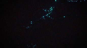 111 1 344x193 - Hen ku Brisbane, czyli nasz pierwszy road trip po Australii