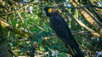 113 1 344x193 - Hen ku Brisbane, czyli nasz pierwszy road trip po Australii