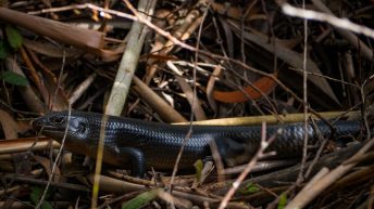 114 1 344x193 - Hen ku Brisbane, czyli nasz pierwszy road trip po Australii