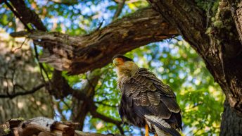 12 13 344x193 - No pain, no Paine - Patagonia