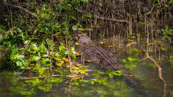 13 15 344x193 - Hen ku Brisbane, czyli nasz pierwszy road trip po Australii