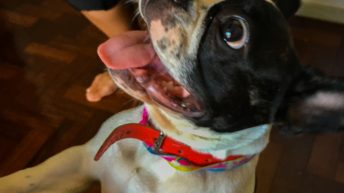 13 7 344x193 - Ze smakiem Caipirinhi na ustach - Rio de Janeiro!