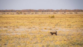 136 1 344x193 - Operacja pustynna burza - Namibia cz. I