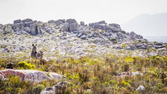 15 26 344x193 - Nie tak dzika Afryka - Kapsztad i okolice (RPA cz. II)