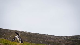 16 5 344x193 - W drodze na Antarktydę - Falklandy