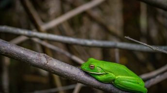 18 16 344x193 - Hen ku Brisbane, czyli nasz pierwszy road trip po Australii