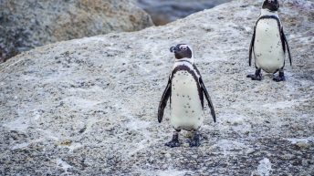 18 25 344x193 - Nie tak dzika Afryka - Kapsztad i okolice (RPA cz. II)