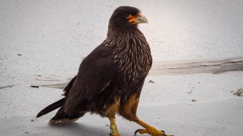 18 6 344x193 - W drodze na Antarktydę - Falklandy