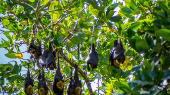 19 14 344x193 - Hen ku Brisbane, czyli nasz pierwszy road trip po Australii