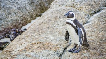 19 22 344x193 - Nie tak dzika Afryka - Kapsztad i okolice (RPA cz. II)