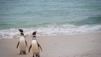 19 5 344x193 - W drodze na Antarktydę - Falklandy