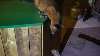 2 12 1 344x193 - Hen ku Brisbane, czyli nasz pierwszy road trip po Australii