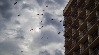 2 20 344x193 - Hen ku Brisbane, czyli nasz pierwszy road trip po Australii