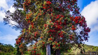 2 27 344x193 - Nie takie znowu rajskie Hawaje