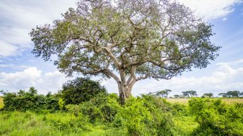 2 3 5 344x193 - Afrykańska perła w koronie - Uganda