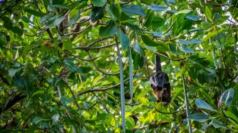 20 14 344x193 - Hen ku Brisbane, czyli nasz pierwszy road trip po Australii