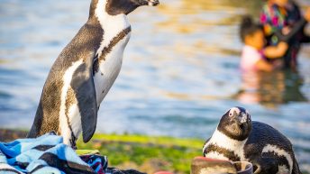 20 22 344x193 - Nie tak dzika Afryka - Kapsztad i okolice (RPA cz. II)