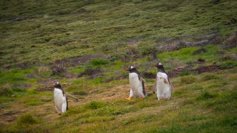 20 5 344x193 - W drodze na Antarktydę - Falklandy