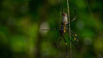 26 10 344x193 - Hen ku Brisbane, czyli nasz pierwszy road trip po Australii