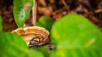 27 9 344x193 - Hen ku Brisbane, czyli nasz pierwszy road trip po Australii