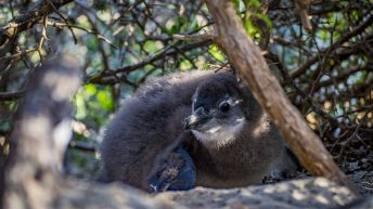 28 16 344x193 - Nie tak dzika Afryka - Kapsztad i okolice (RPA cz. II)