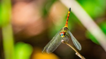 28 9 344x193 - Hen ku Brisbane, czyli nasz pierwszy road trip po Australii