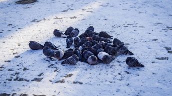 29 21 344x193 - Koleją transsyberyjską do domu