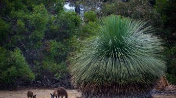 3 47 344x193 - W kupie siła - południowe wybrzeże Australii ;-)