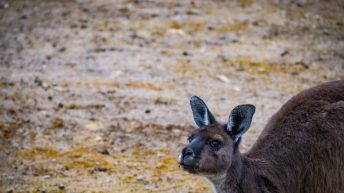 3 48 344x193 - W kupie siła - południowe wybrzeże Australii ;-)