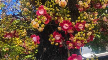 30 6 344x193 - Ze smakiem Caipirinhi na ustach - Rio de Janeiro!
