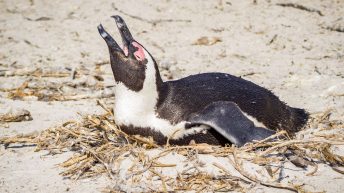 32 10 344x193 - Nie tak dzika Afryka - Kapsztad i okolice (RPA cz. II)