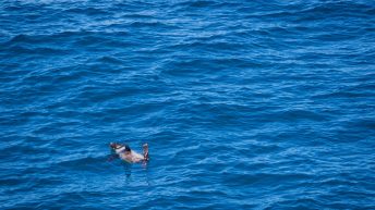 32 3 344x193 - W drodze na Antarktydę - Falklandy