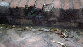 32 344x193 - AZJA - TAJLANDIA, LAOS, KAMBODŻA, MALEZJA, SINGAPUR, NEPAL